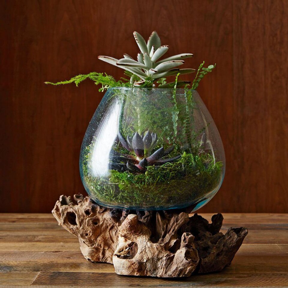 Wood & Glass Terrariums west elm United Kingdom